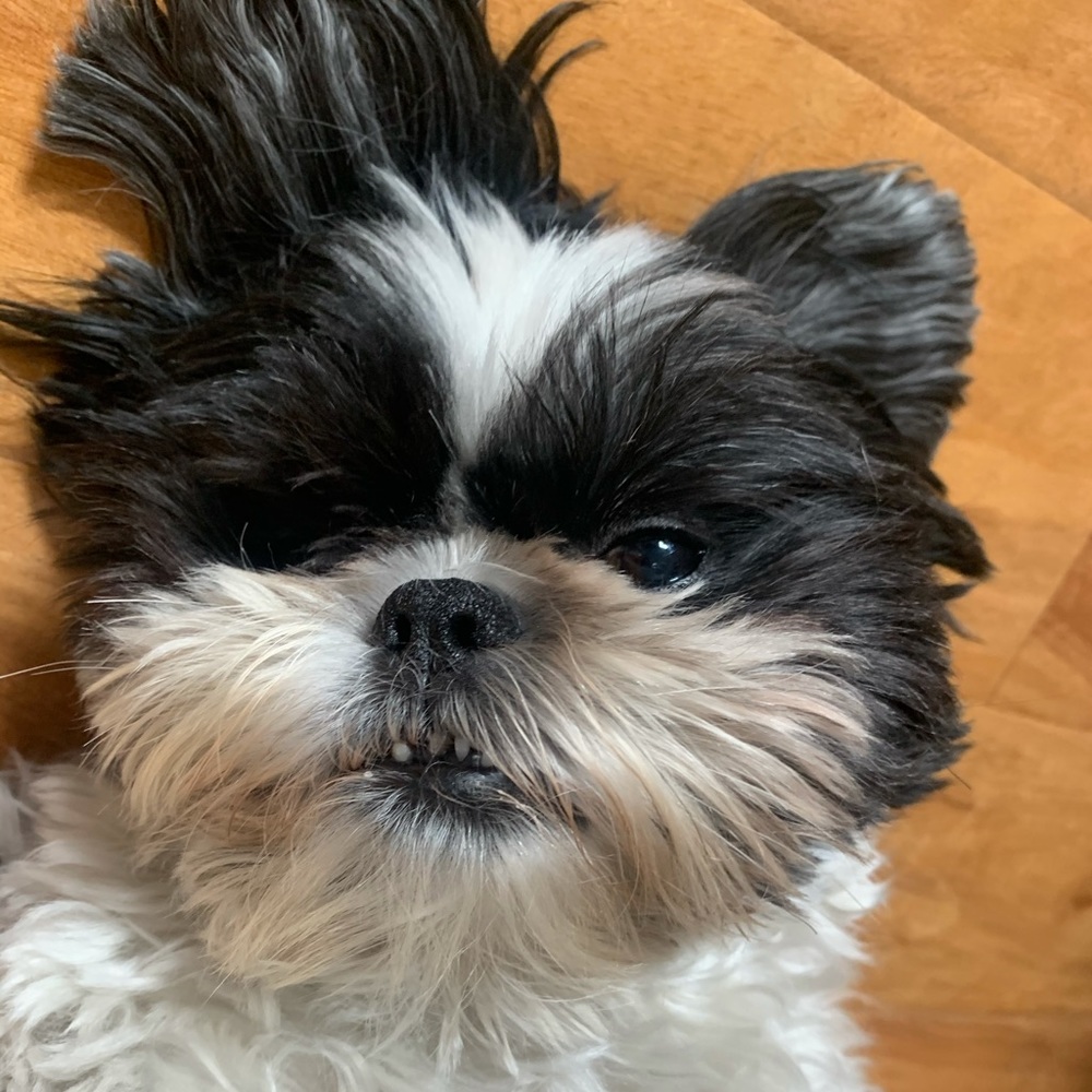 Meet your Posher, Lori